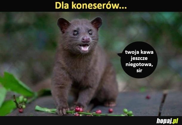 Dla koneserów