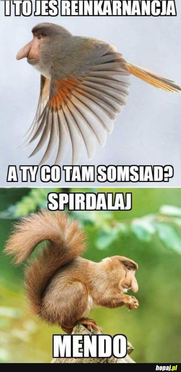 Reinkarnacja