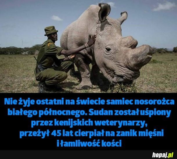 Nie żyje ostatni biały nosorożec północny