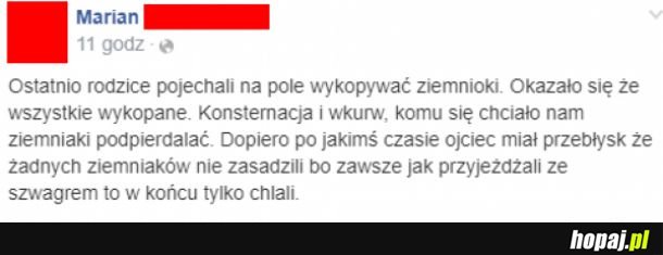 Wykopywanie ziemniaków