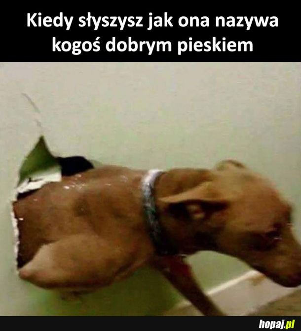 Dobry piesek