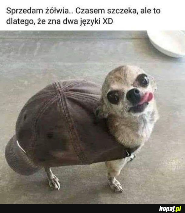 Dziwny żółw 