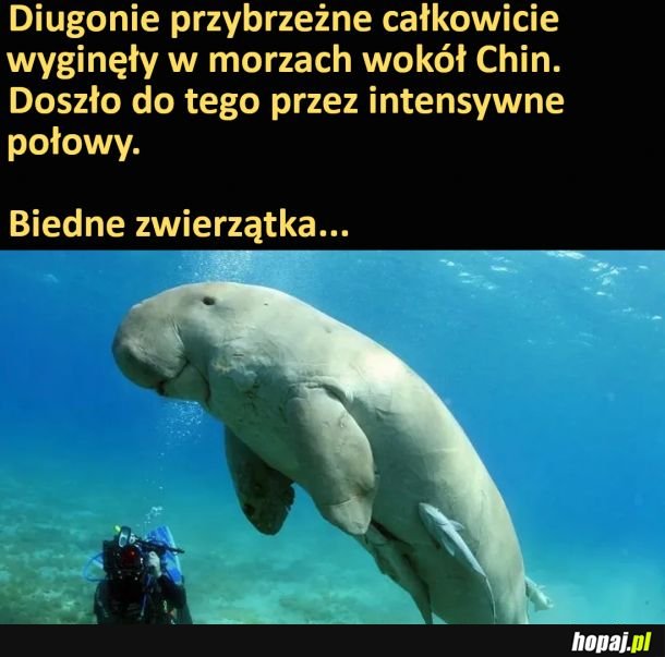 Biedne zwierzątka...