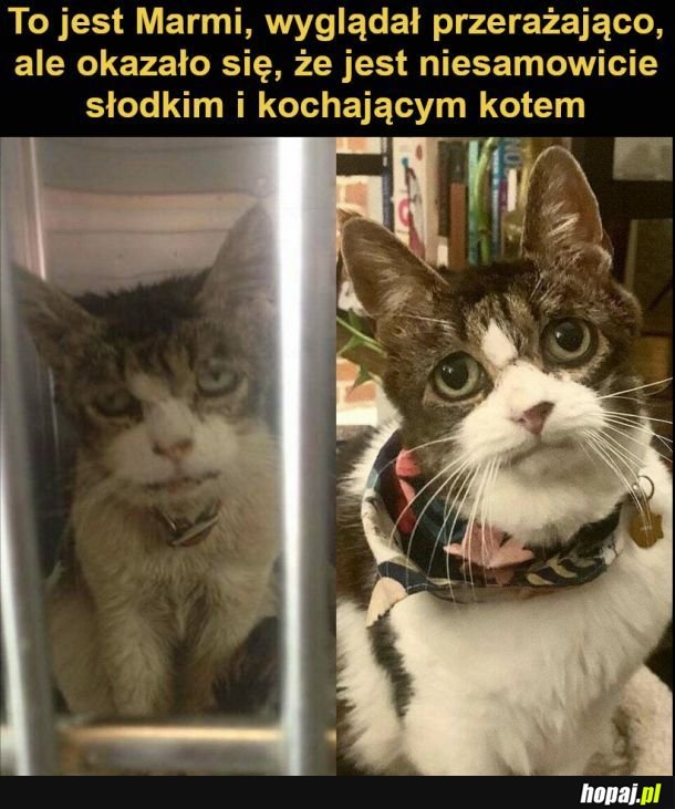 Przed i po: zdjęcia zwierząt, które znalazły kochające domy