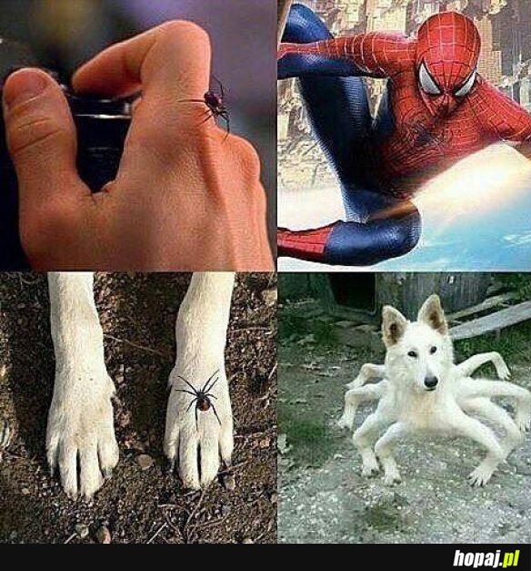 Spider pieseł