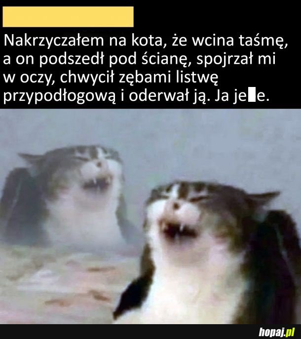 Podły kitku