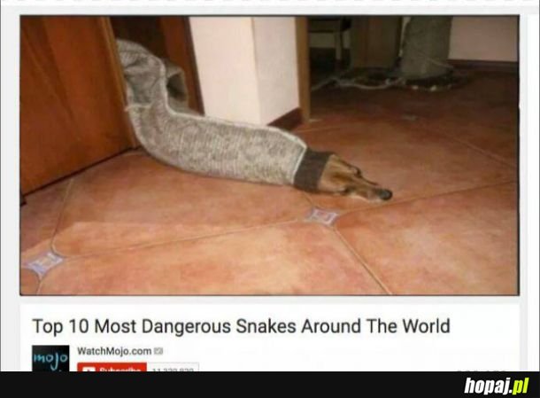 Niebezpieczny wąż