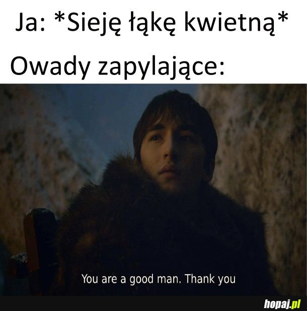 łąka kwietna