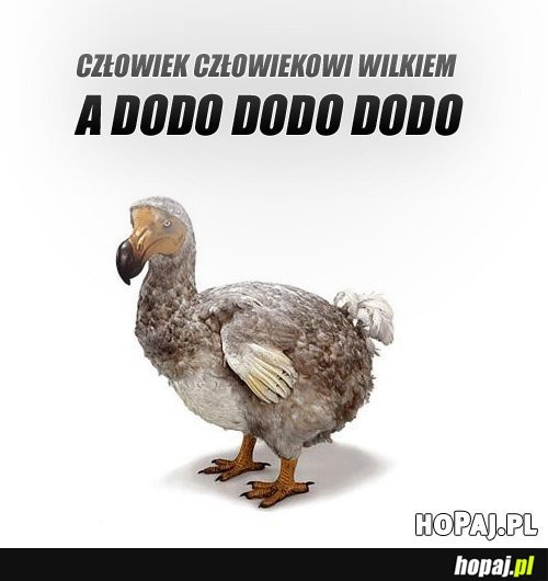 Dodo