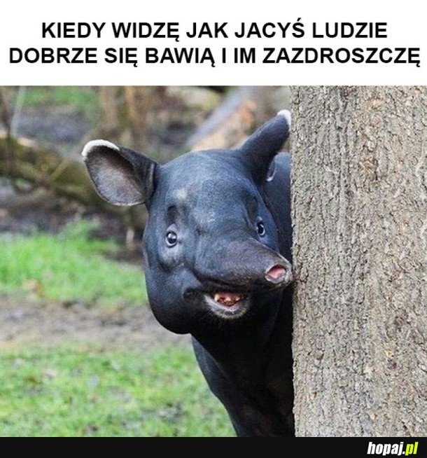 MOJE ŻYCIE W PIGUŁCE