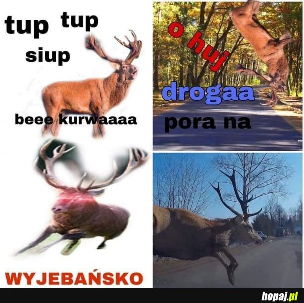 Kierowcy rozumieją 