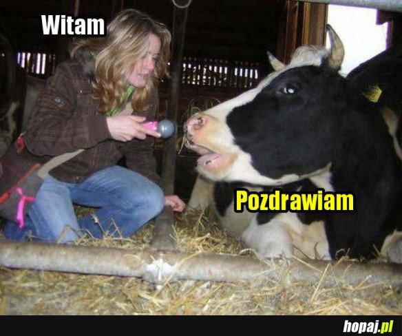 Wywiad z krową