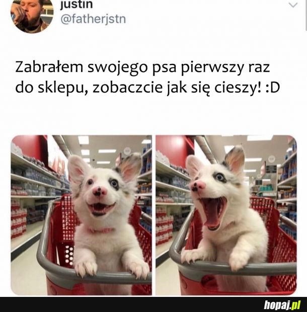 Mój pies 