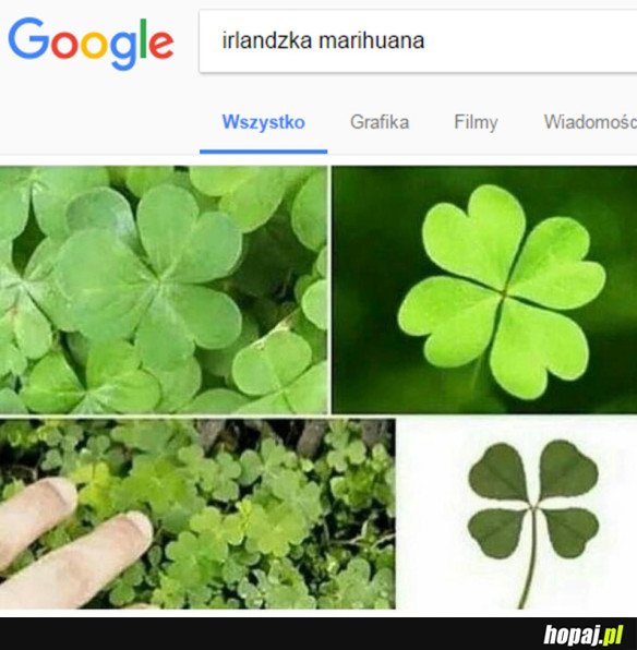 IRLANDZKA MARIHUANA