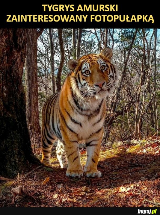 Tygrys zainteresowany fotopułapką