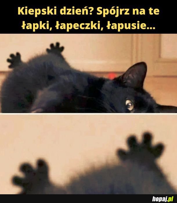 Łapki. 