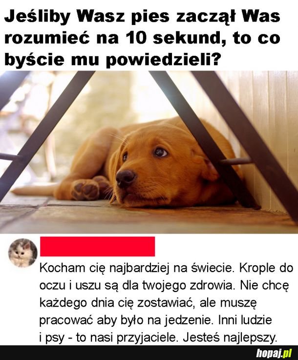 Wiadomość dla pieseła