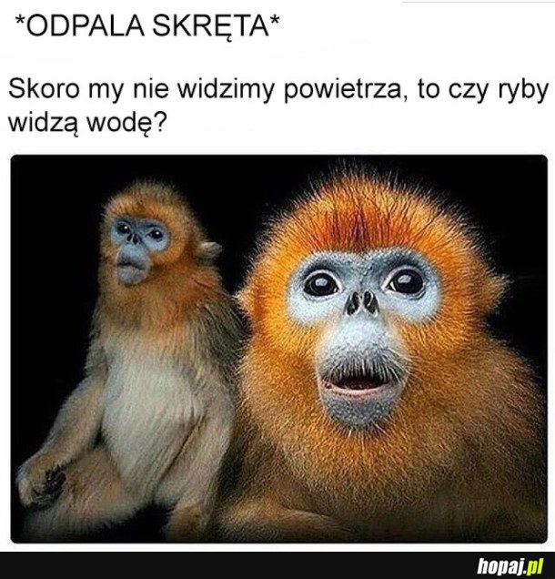 CZY RYBY WIDZĄ WODĘ