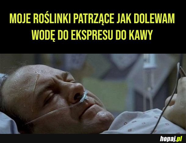 Moje roślinki