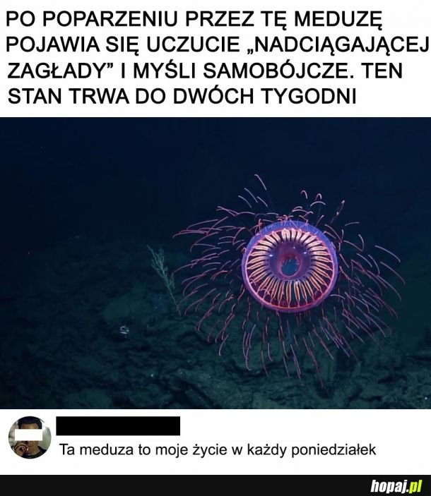  Meduza