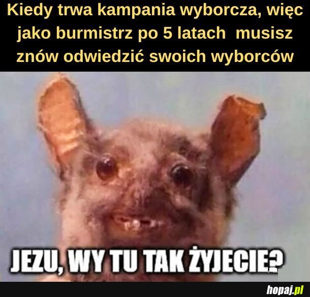 Burmistrz.
