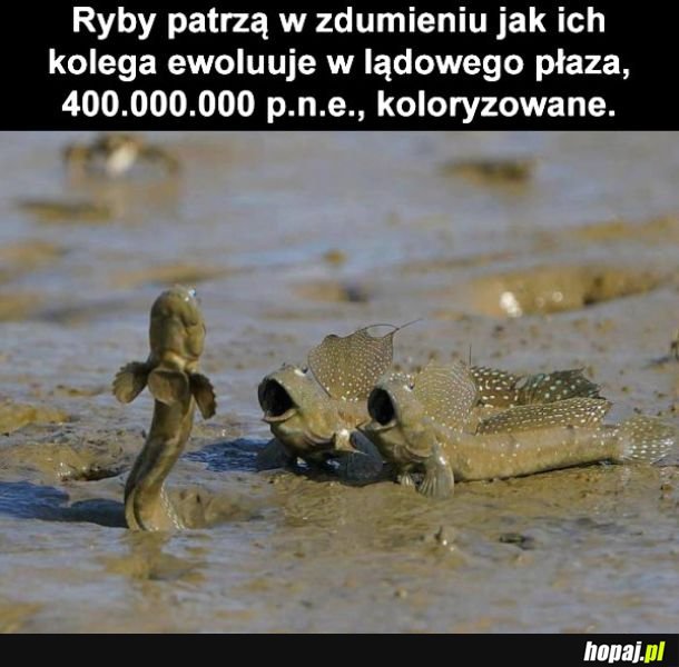 Ryby