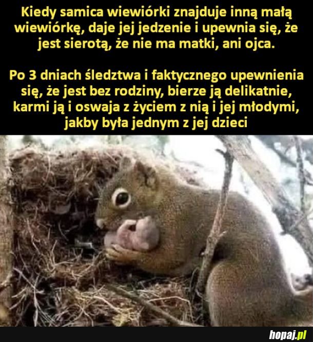 Wiewiórki