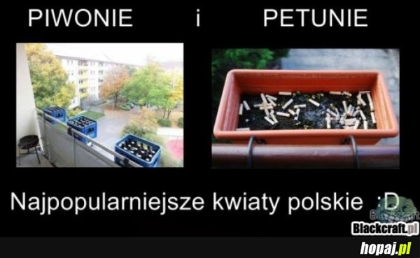Piwo i petunie