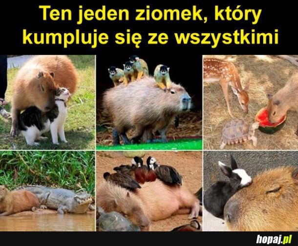Koleżka