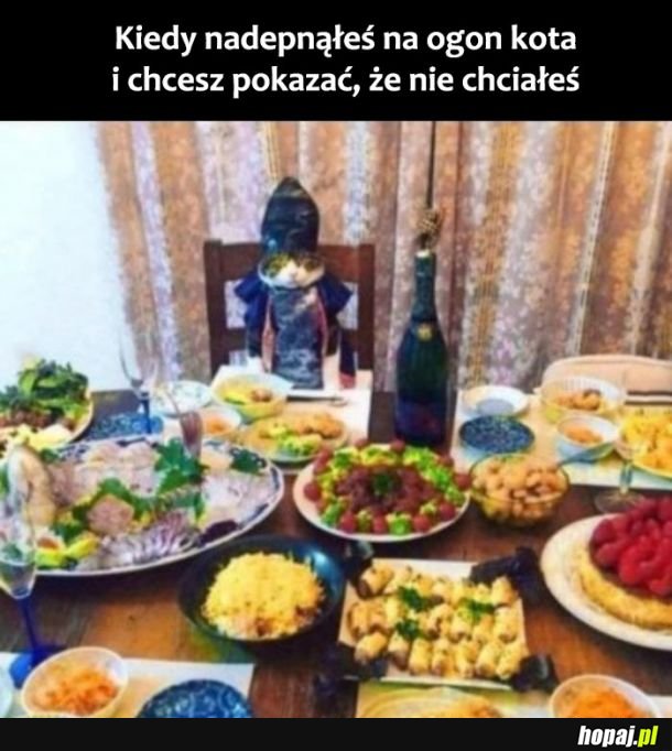 Wybacz mi kotku 