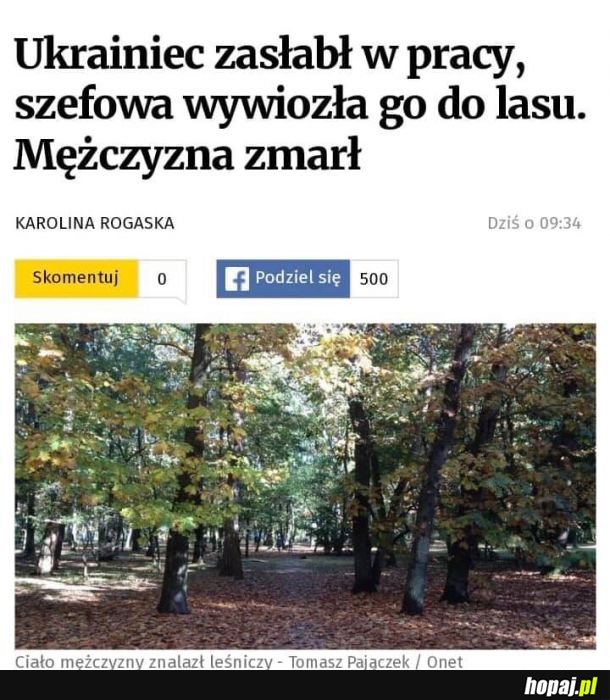 W Polsce jak w lesie