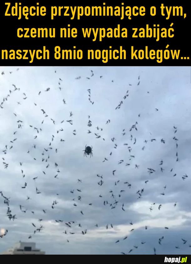 Dobry ziomek pająk