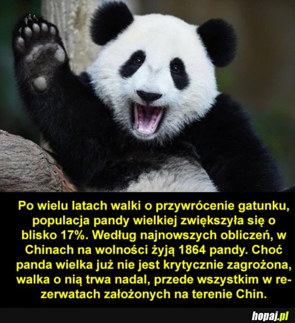 Chrońmy pandy