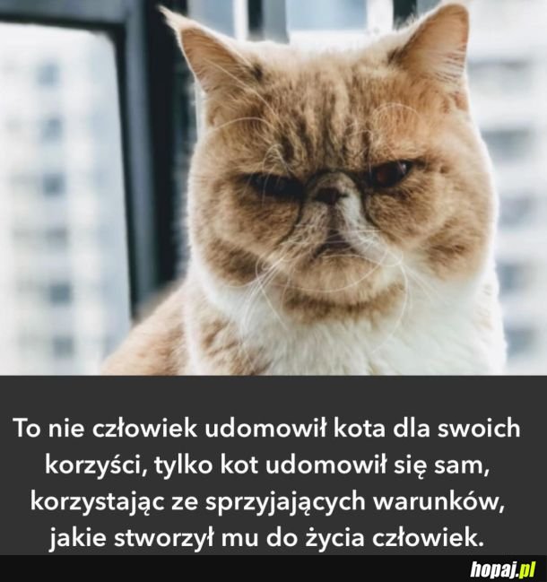 Sam się udomowił