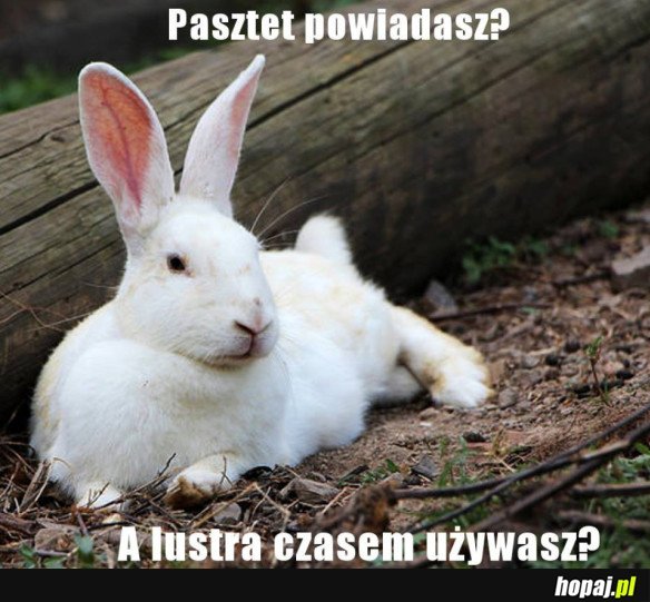 Pasztet tak?