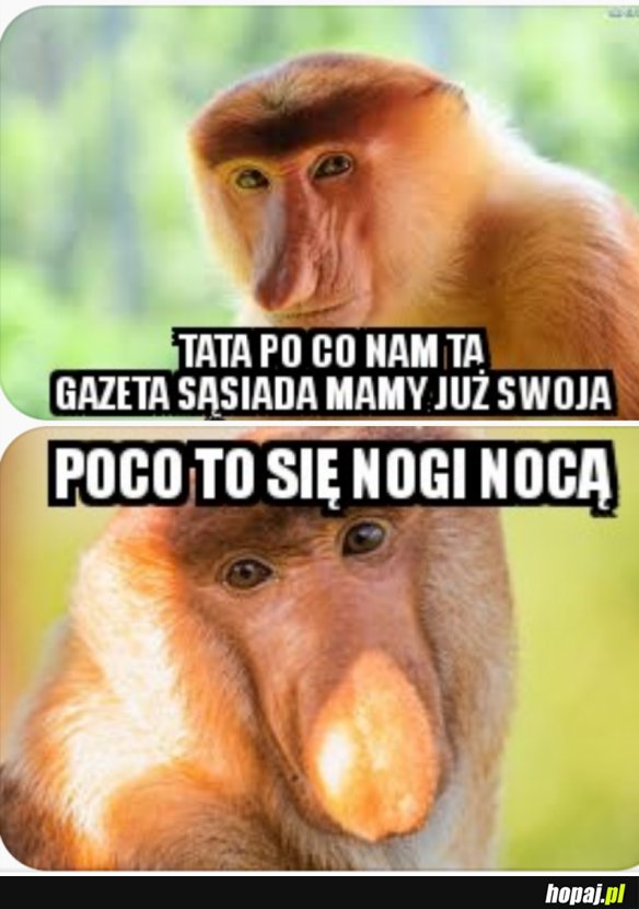 NOSACZ