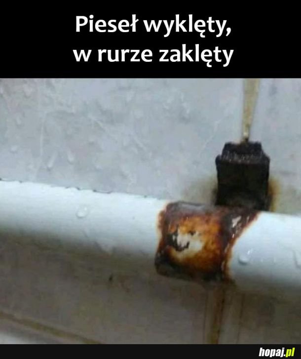Pieseł