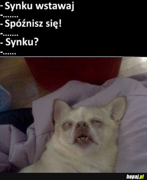 A synek...