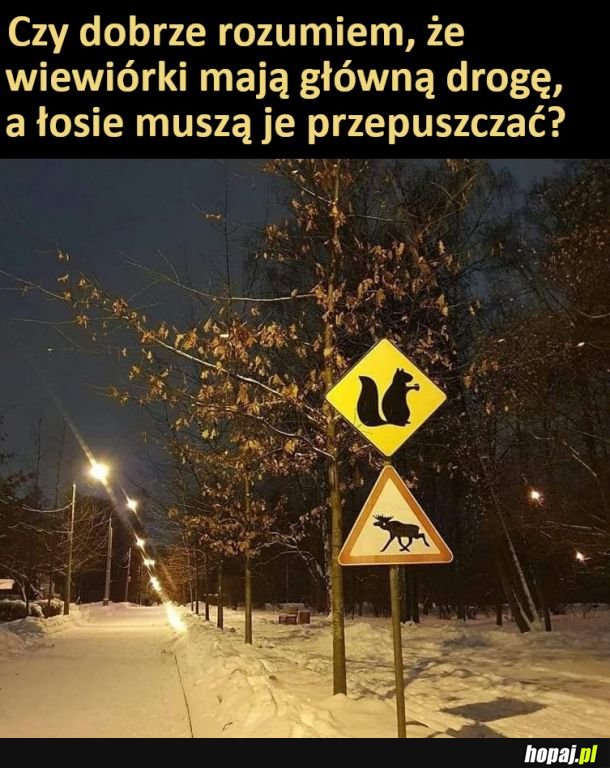 Wiewióry i łosie