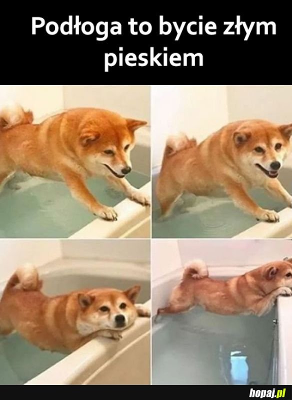 Dobry piesek