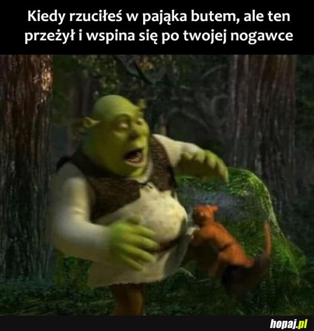  Zemsta pająka