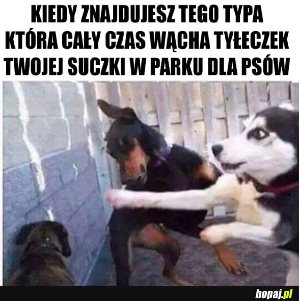 JA CI JUŻ DAM