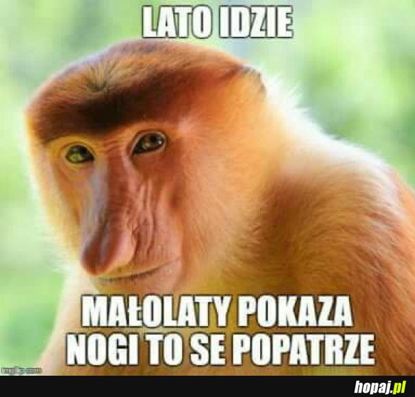 TYPOWY POLAK