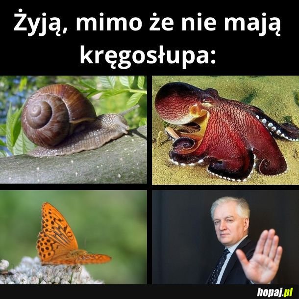 Bezkręgowce
