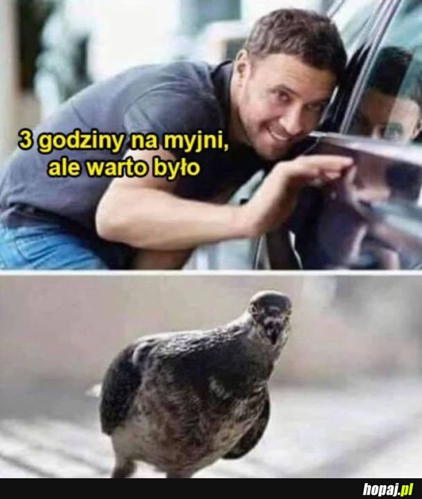 Gołomp