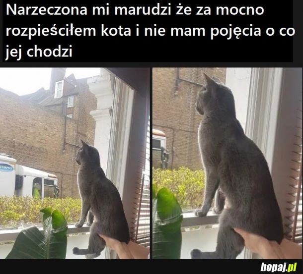 Kochany kotek