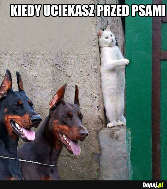 Ucieczka przed policją