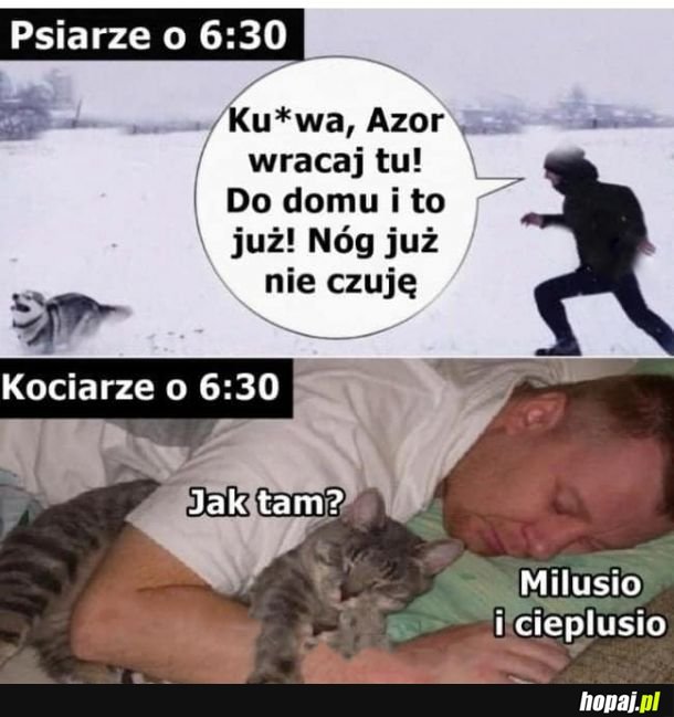 Psiarze vs kociarze