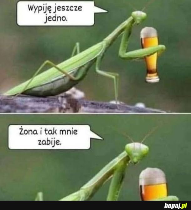 Urwie mu łeb!