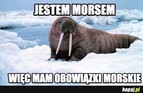 Morseł